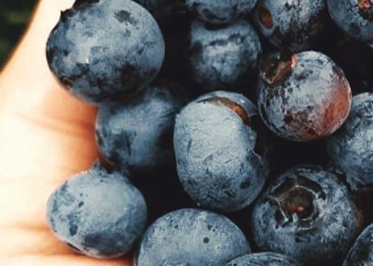 Blueberry U Pick Johnsons Farm Hobart IN