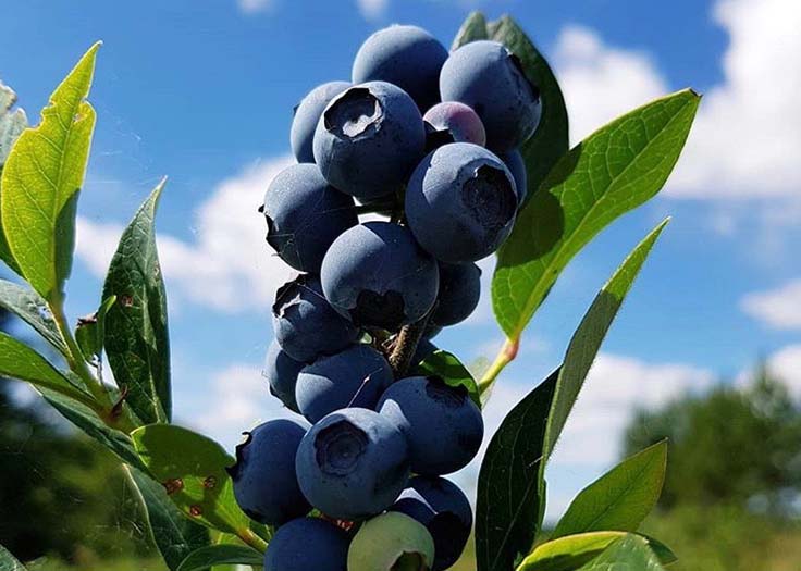 Johnson's Farm Produce Garden Center Farm Market U Pick Hobart IN