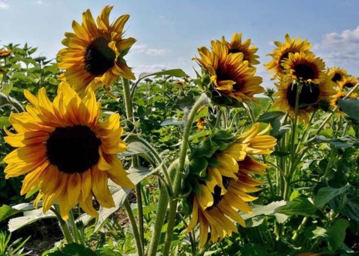 Sunflower Festival Hobart IN
