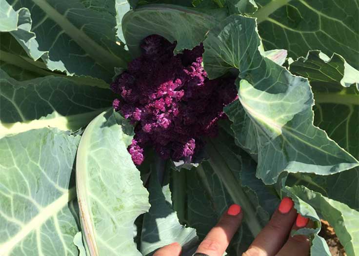 Vegetable U Pick Johnsons Farm Hobart IN