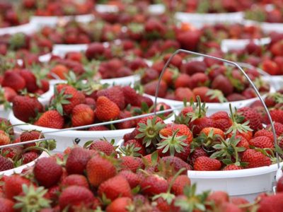 Strawberry Festival Johnsons Farm Hobart IN