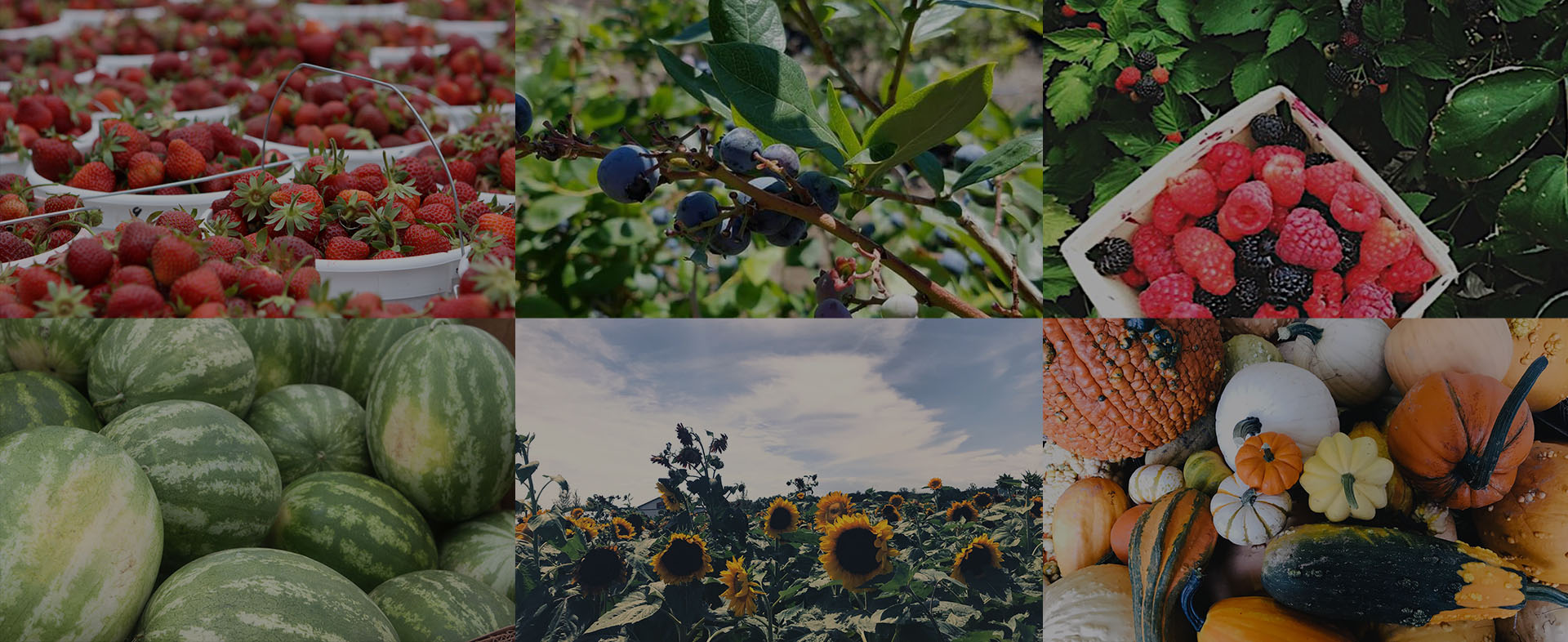 Johnson's Farm Produce Garden Center Farm Market U Pick Hobart IN