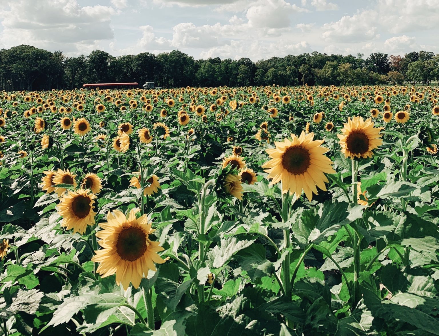 Johnson's Farm Produce Garden Center Farm Market U Pick Hobart IN