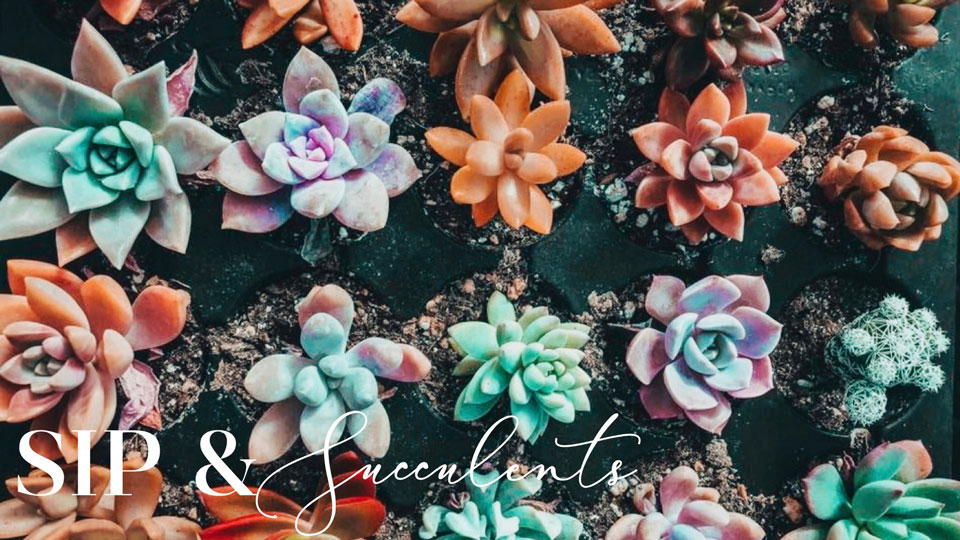 Johnson's Sip & Succulents