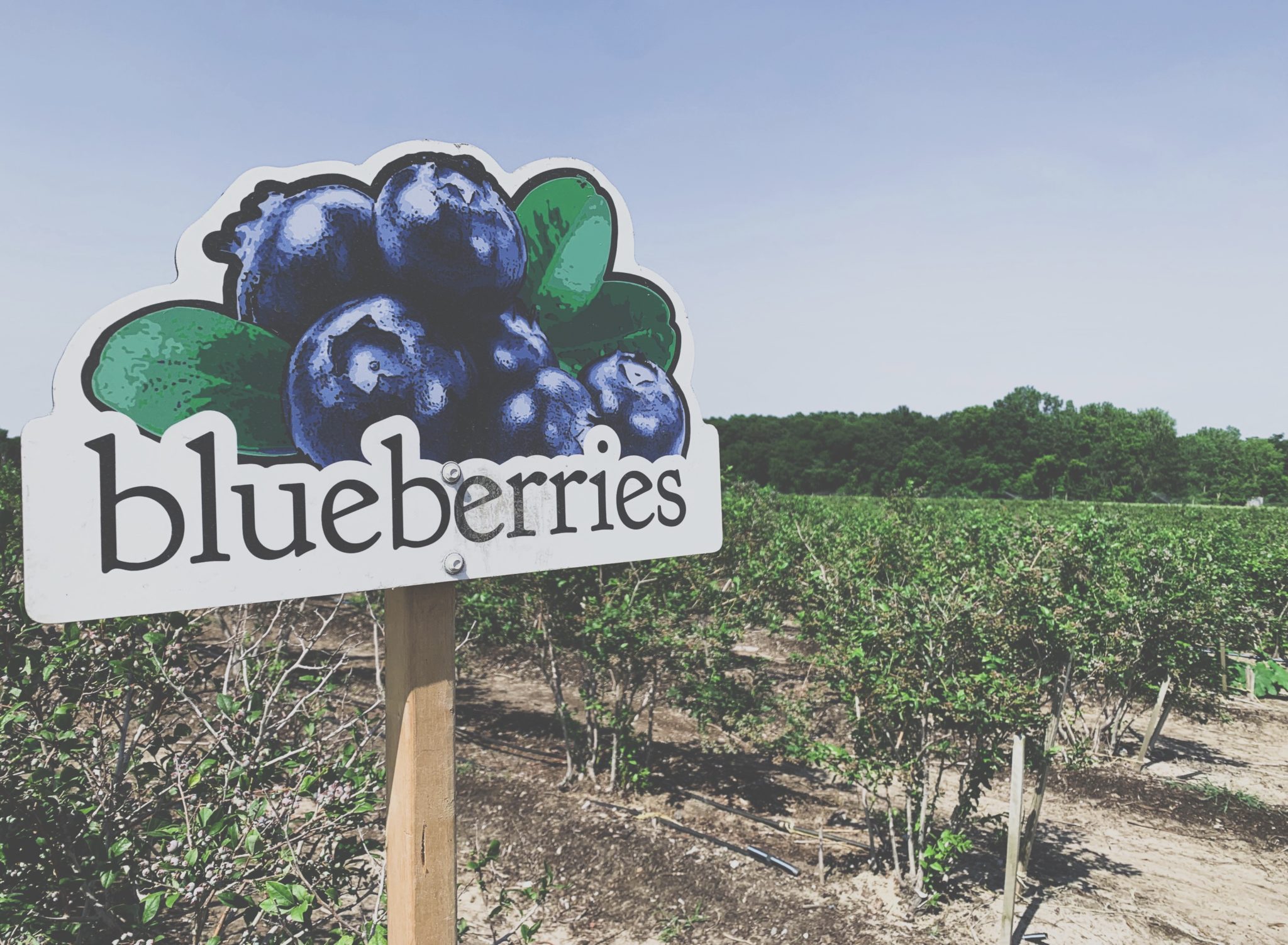 Blueberry Festivals Johnson's Farm ProduceHobart, IN