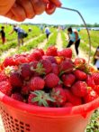 Strawberry Festival | Johnson's Farm Produce-Hobart, IN